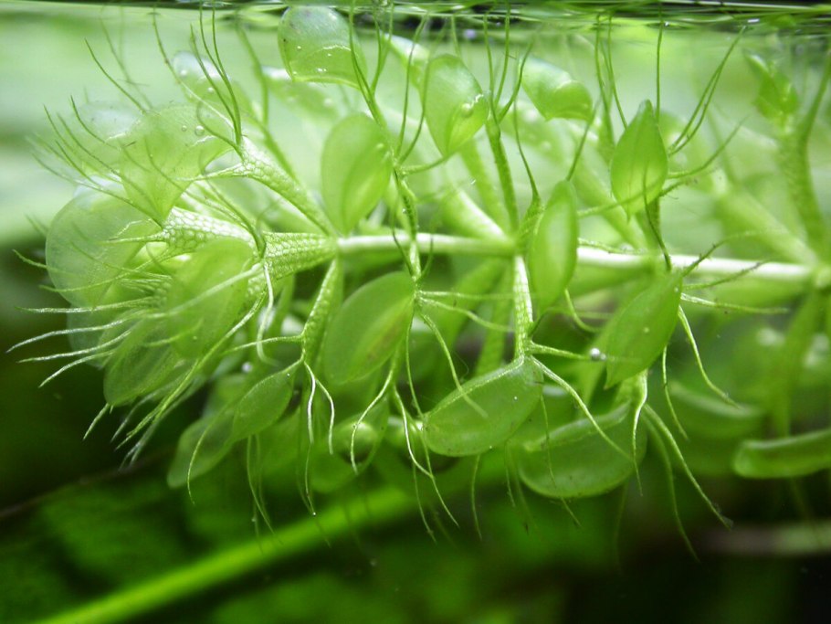 Utricularia calycifida