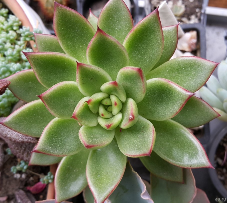 Эхеверия пулидонис Echeveria pulidonis