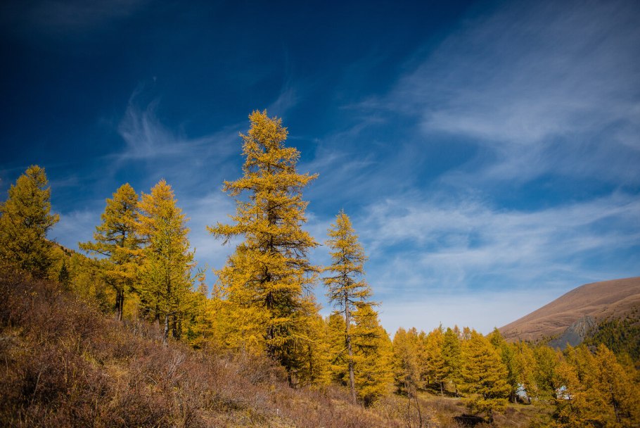 Алтайский заповедник Сибирская лиственница