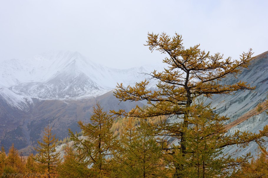Алтайский заповедник лиственница