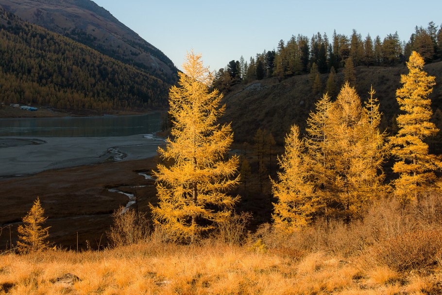 Лиственница Алтай