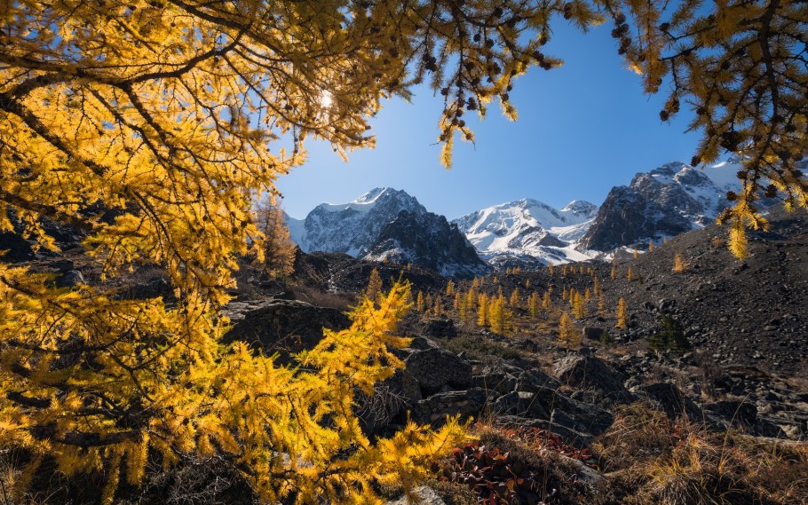 Альпы Швейцария сосны
