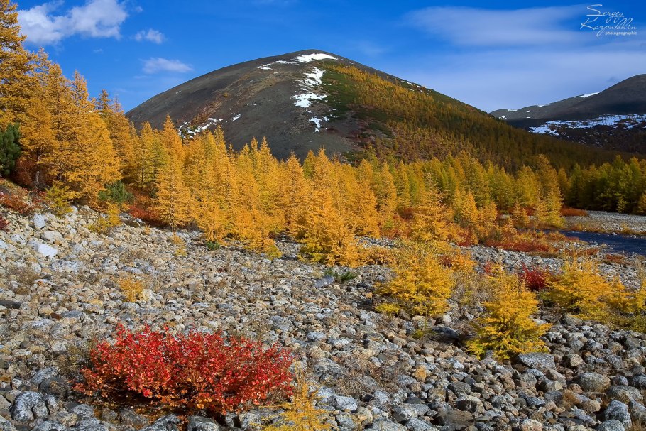 Горные деревья