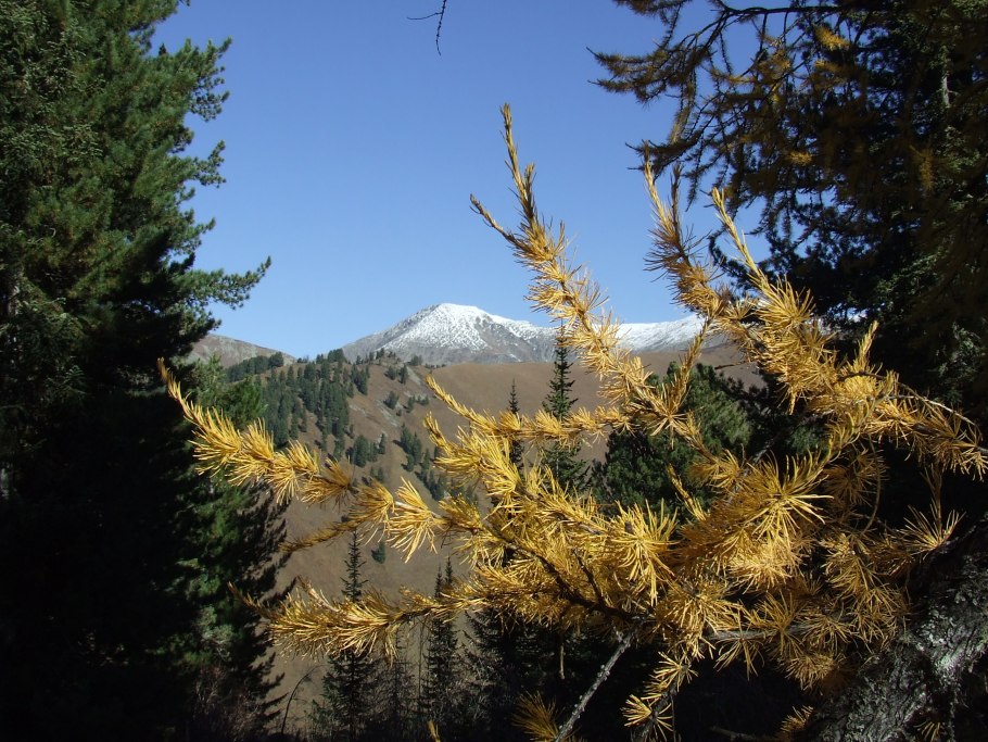 Лиственница алтай