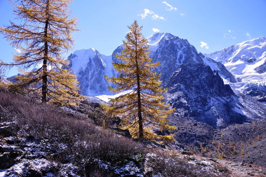 Горы кедр Алтае