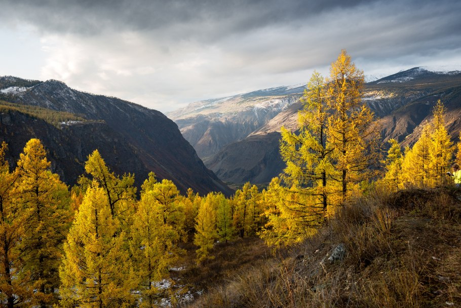 Алтайский заповедник Сибирская лиственница