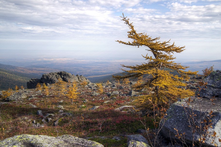 Лиственница курильская Камчатка