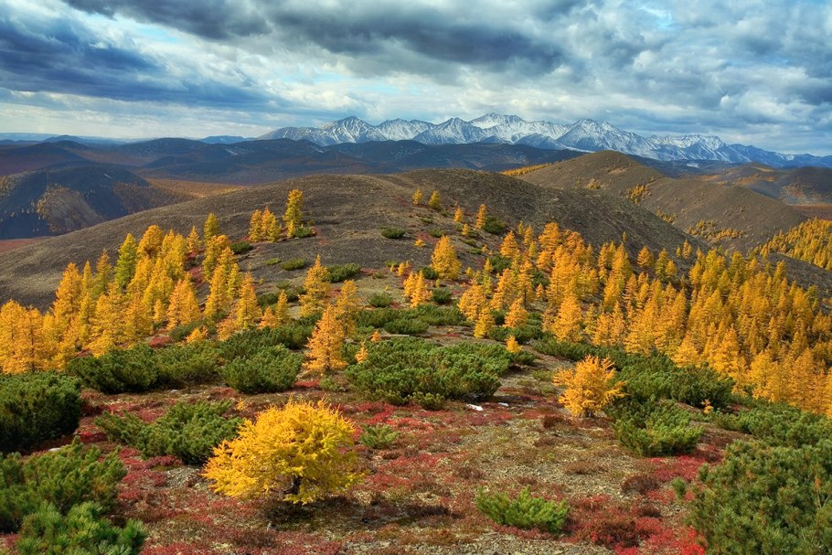 Геном лиственницы