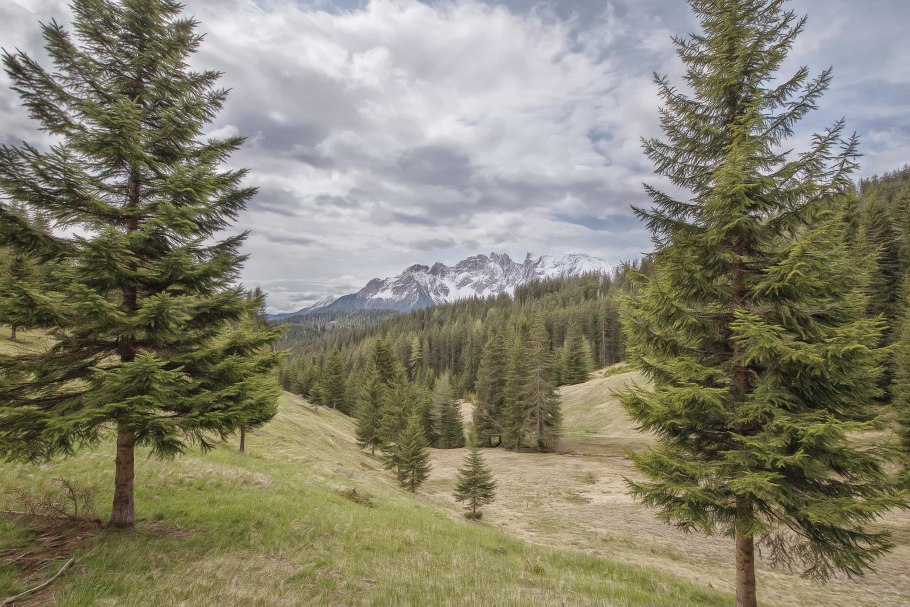 Ель пихта кедр лиственница