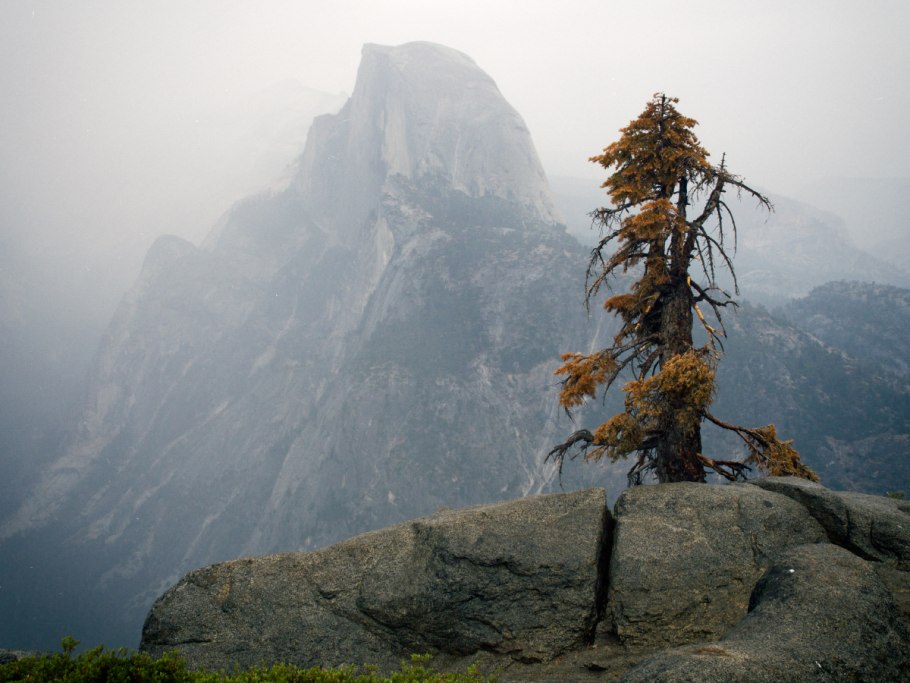 Лиственница на горе