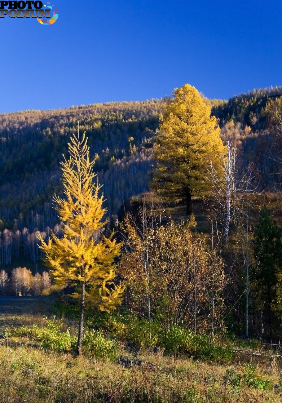 Дерево на фоне гор