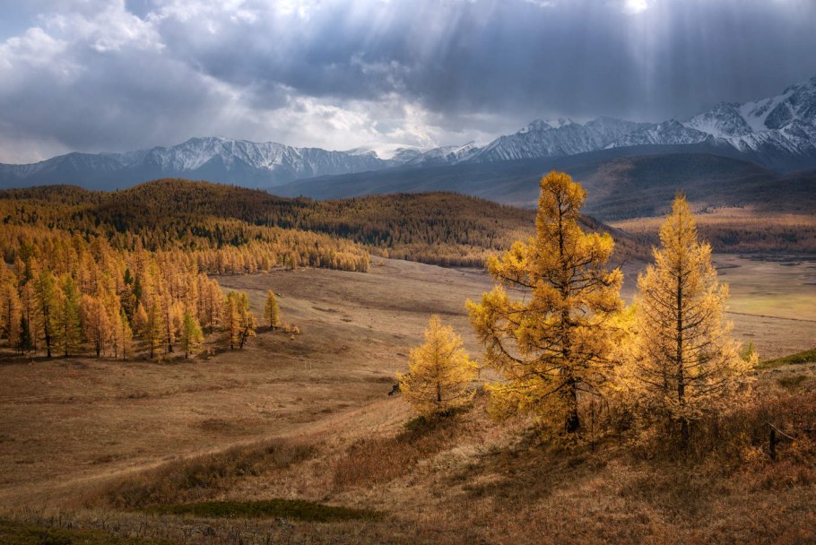 Лиственницы у горного озера