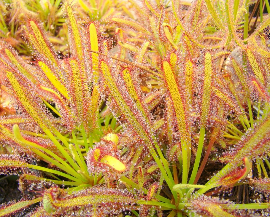 Drosera capensis narrow leaf