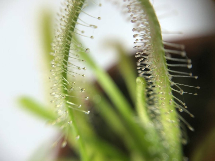 Drosera capensis alba