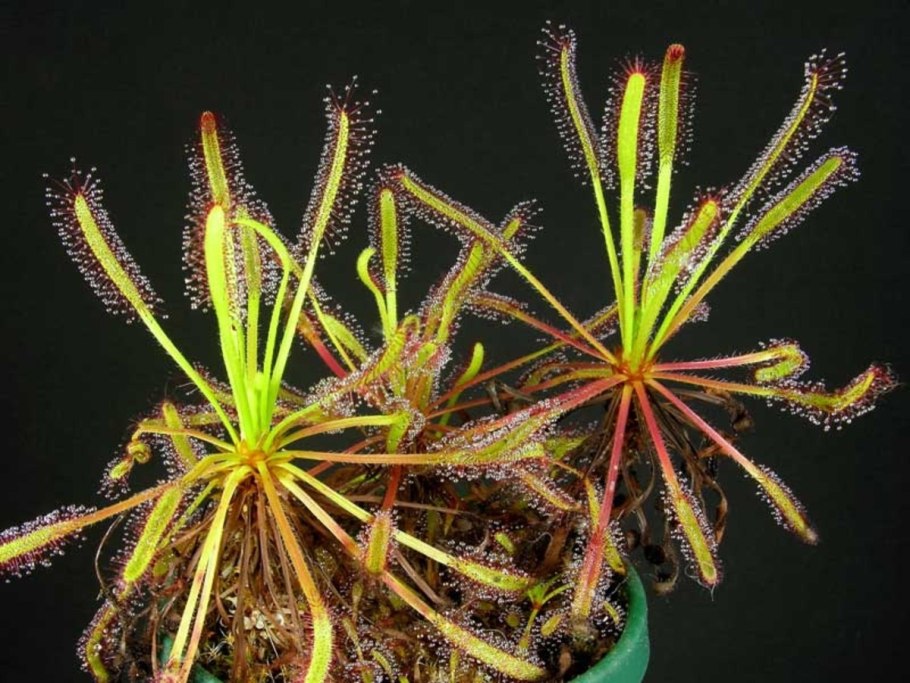 Drosera capillaris