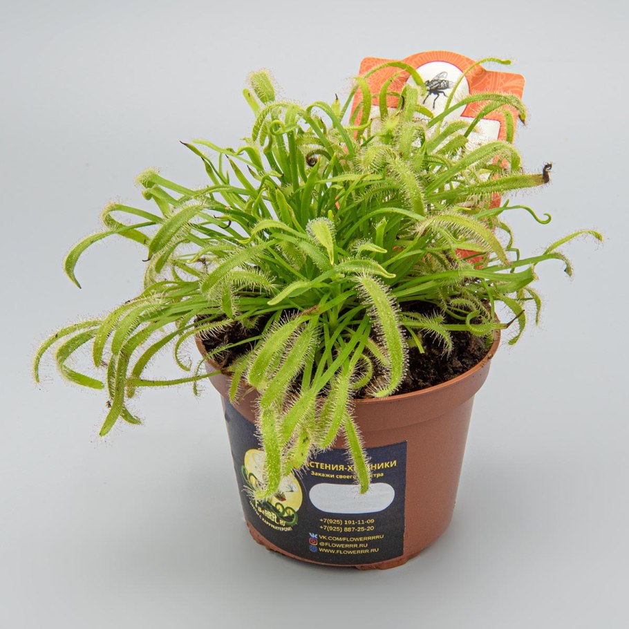 Росянка капская альба