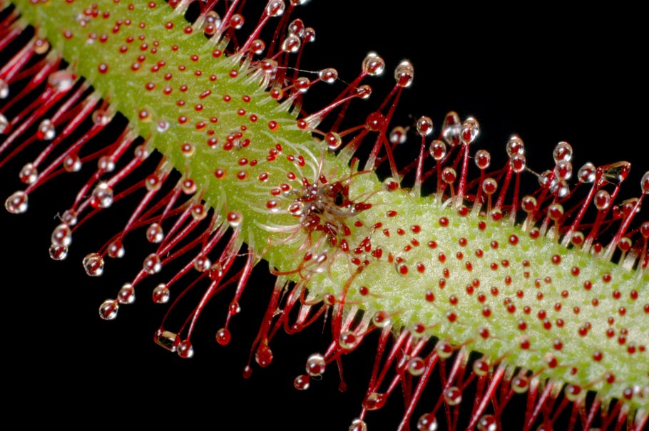 Drosera adelae