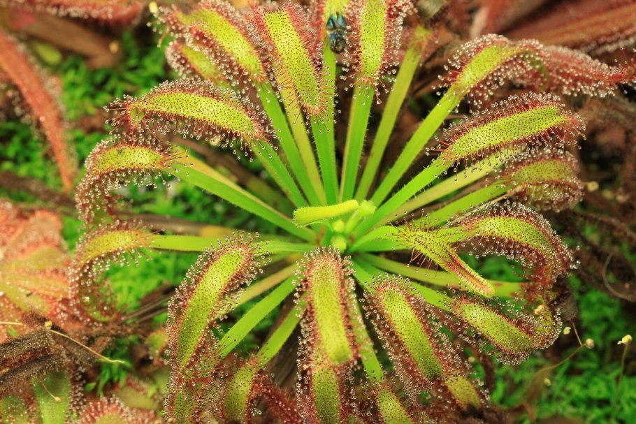 Drosera capensis