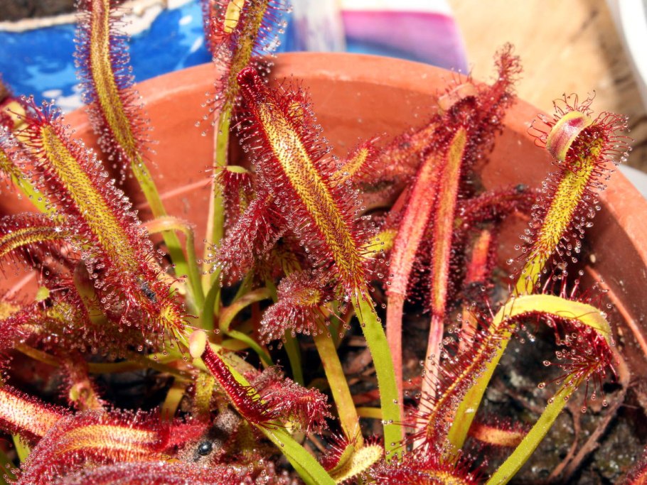 Росянка альба