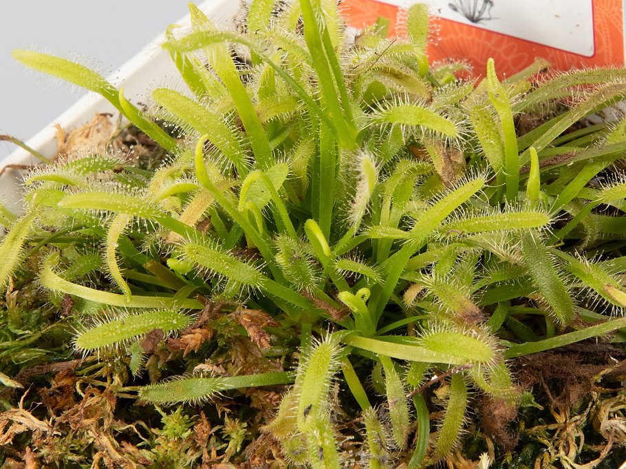 Росянка альба