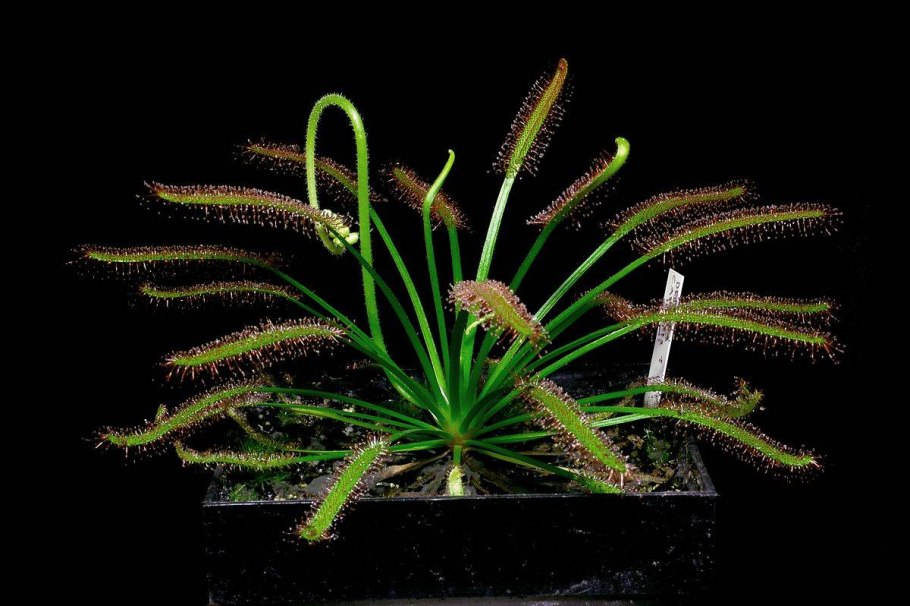 Drosera filiformis