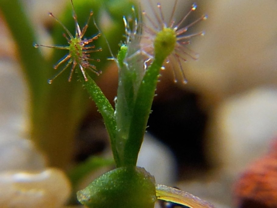 Росянка бината