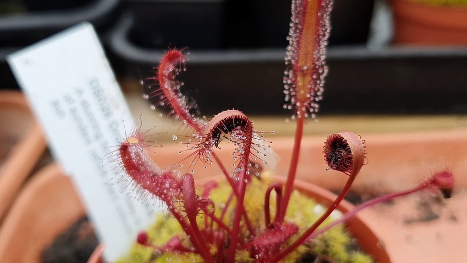Росянка drosera snyderi