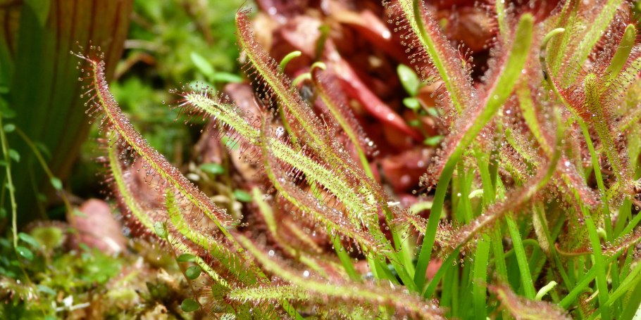 Drosera capensis