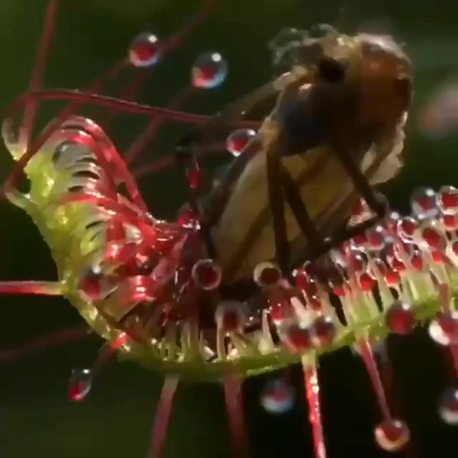 Капская росянка