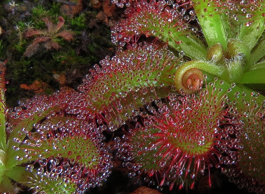 Росянка капская цветет