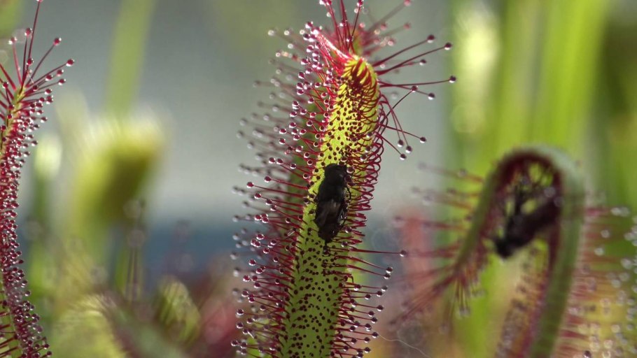 Насекомоядная росянка