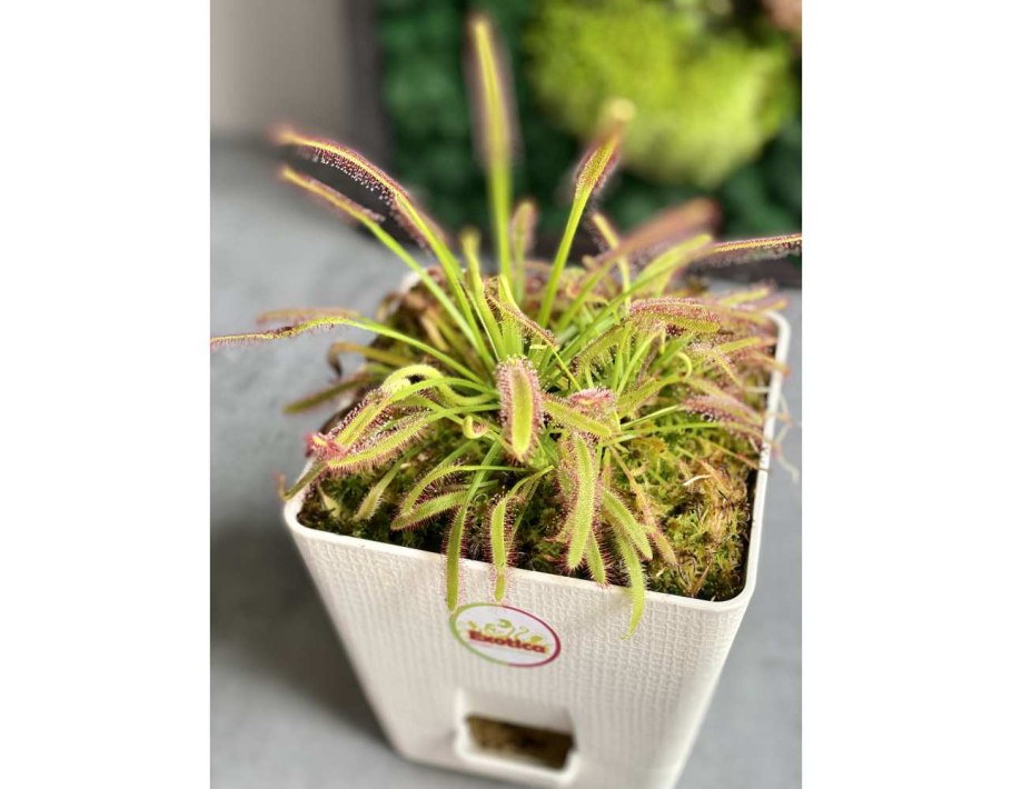 Drosera capensis