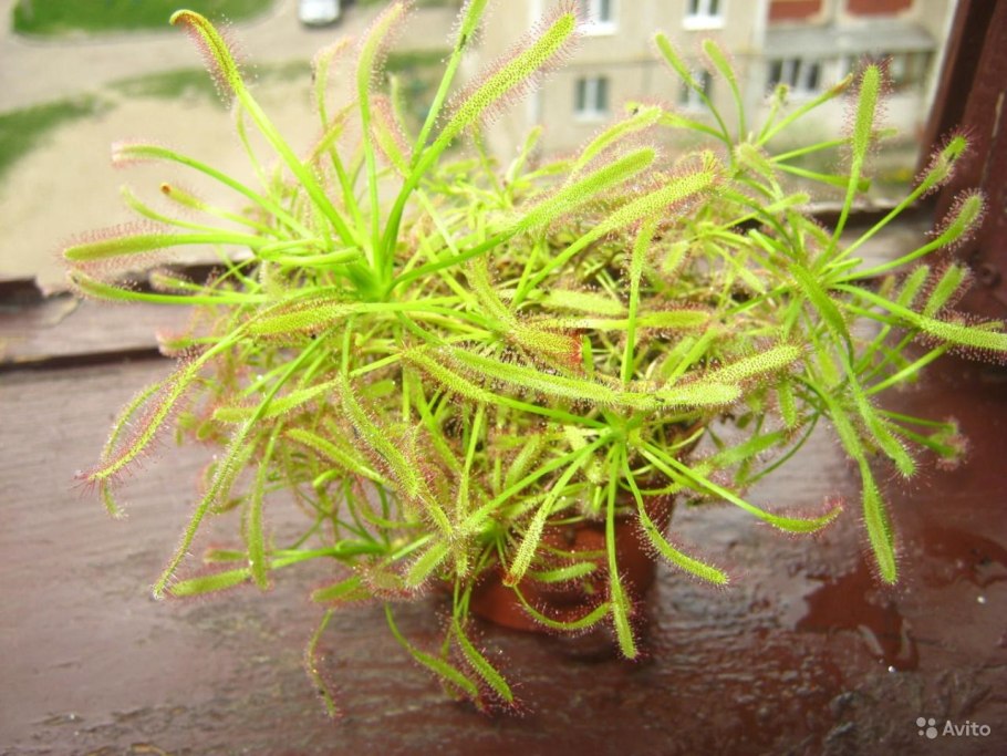 Drosera capensis