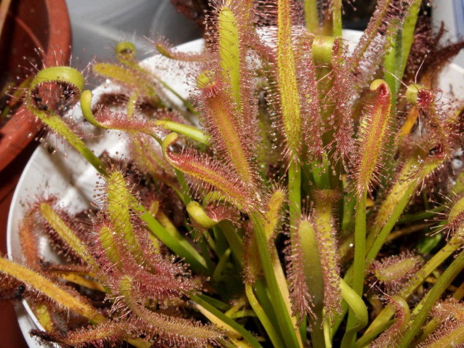 Drosera capensis