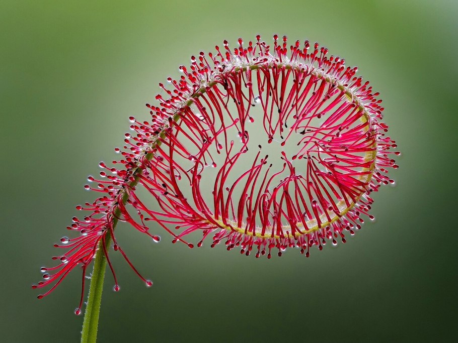 Капская росянка