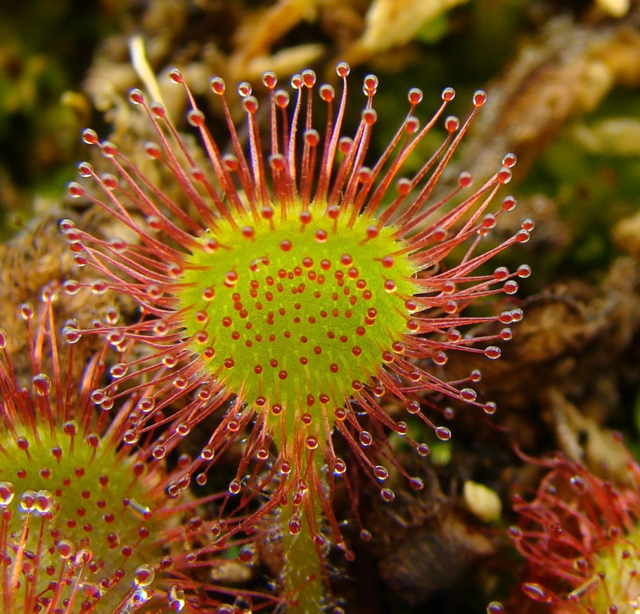 Росянка обратнояйцевидная