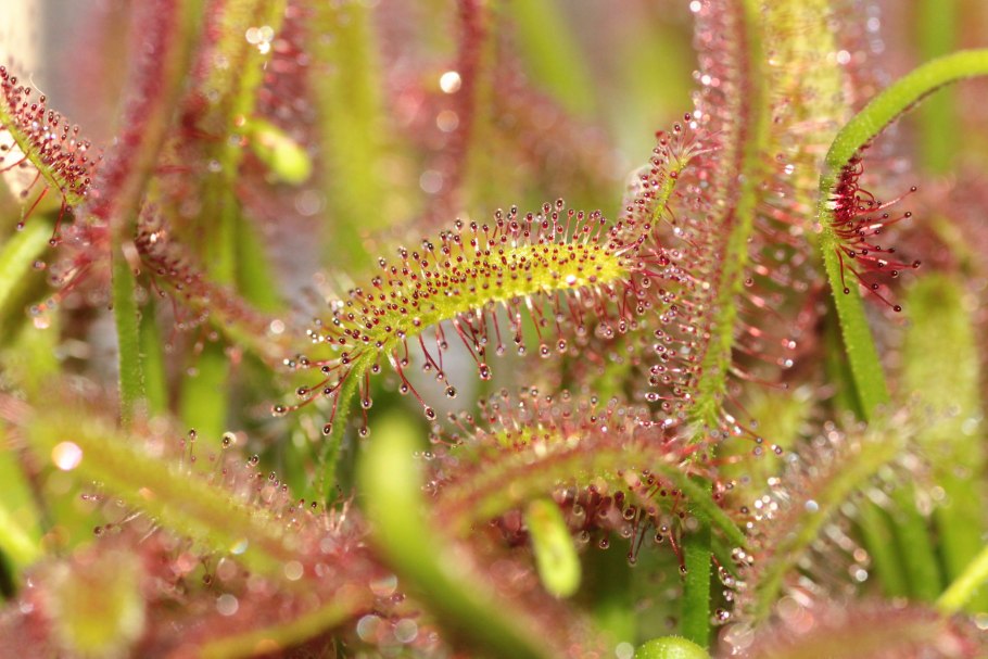 Росянка растение хищник