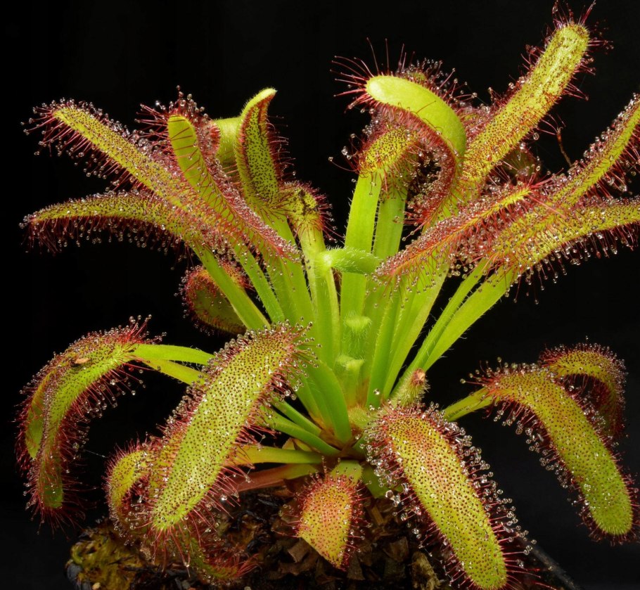 Drosera capensis