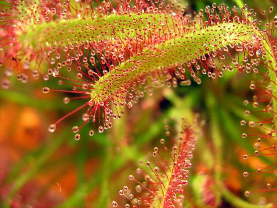 Росянка растение