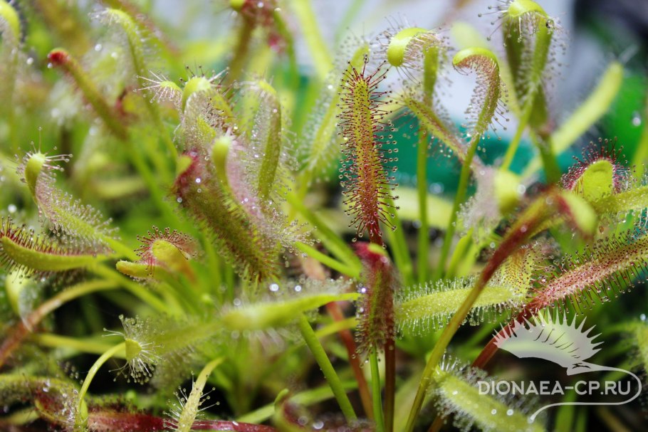 Растение венерина мухоловка