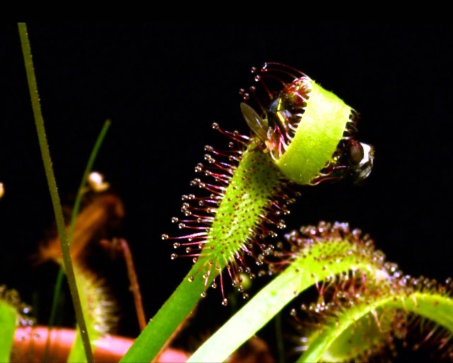 Drosera capensis