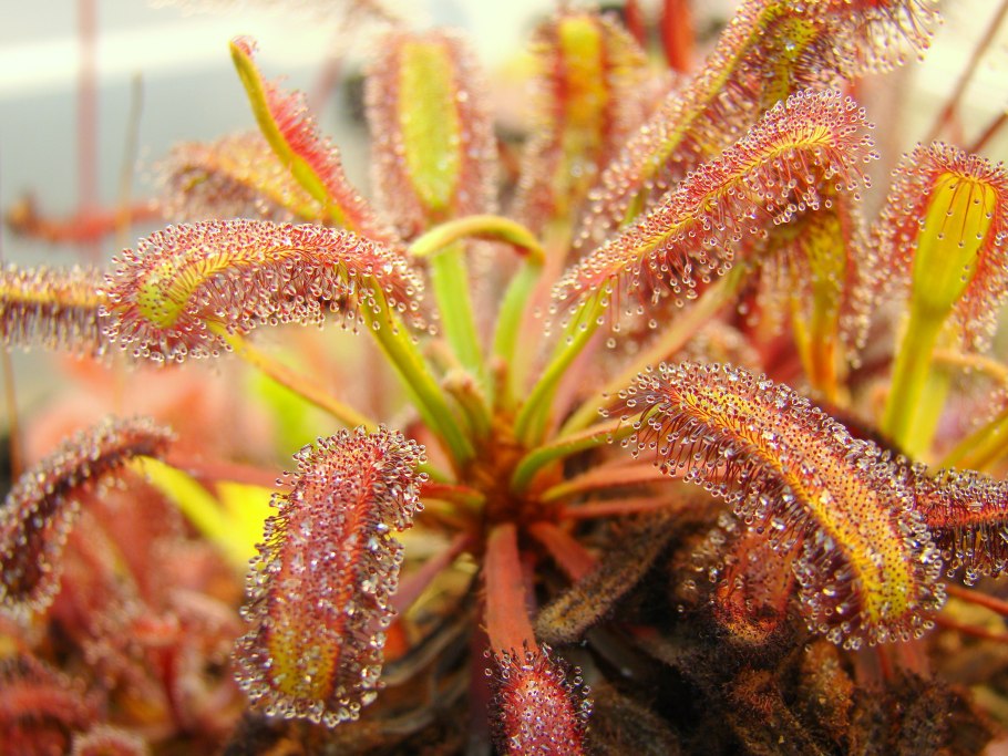 Drosera aliciae