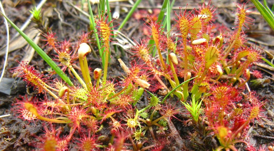Росянка дрозера орденсис