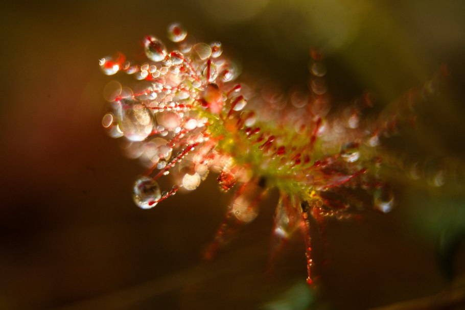 Росянка растение