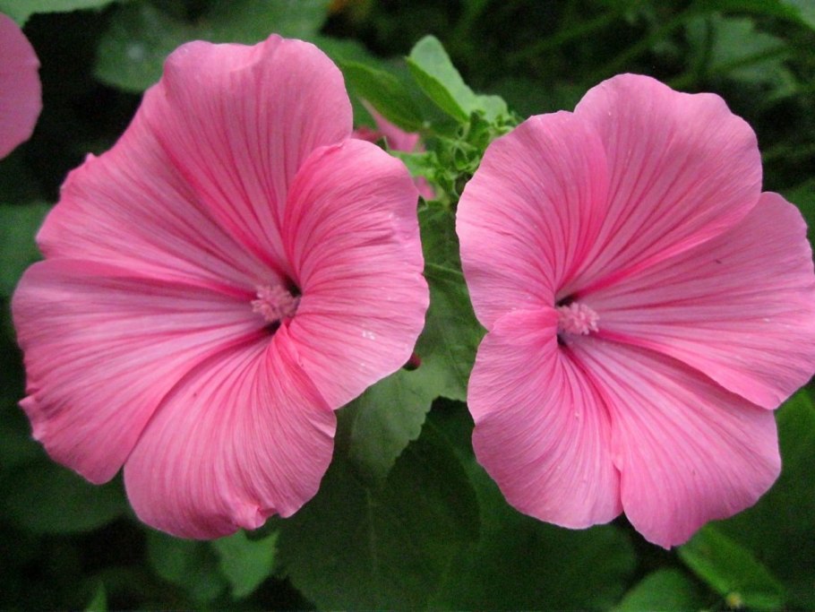 Лаватера тюрингенская