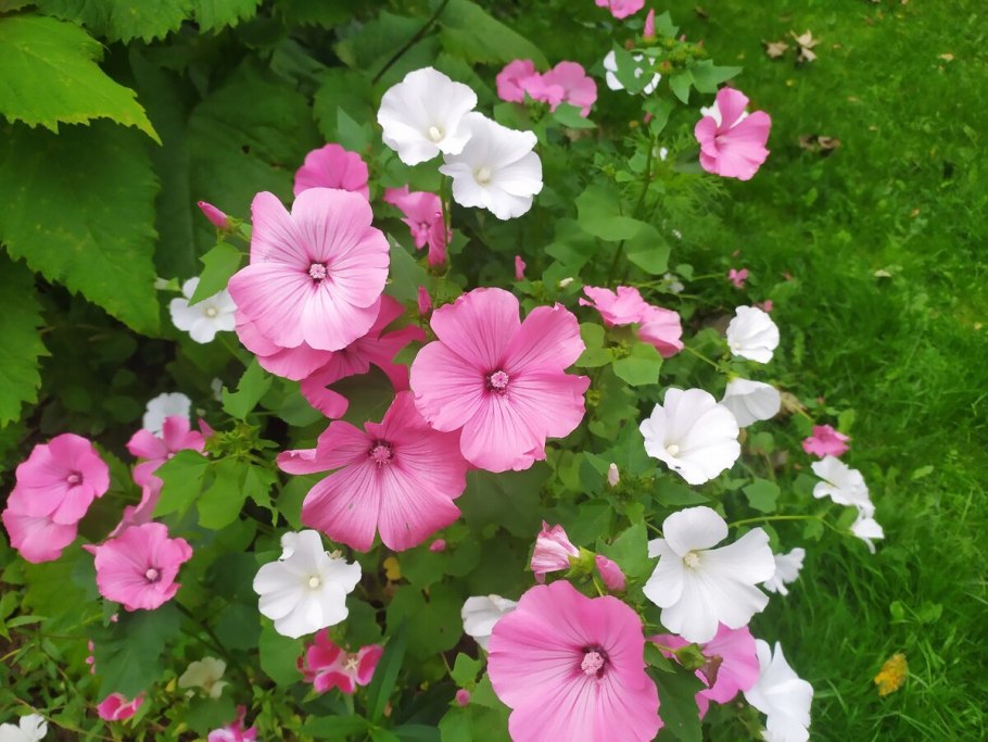 Лаватера хатьма серебряная чаша