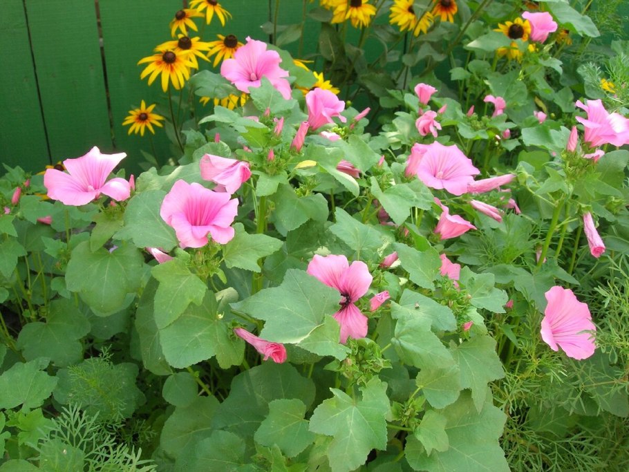 Лаватера цветок куст