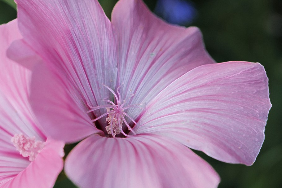 Лаватера Сильвер кап