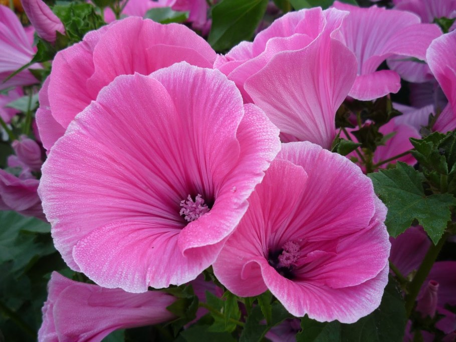 Лаватера однолетник