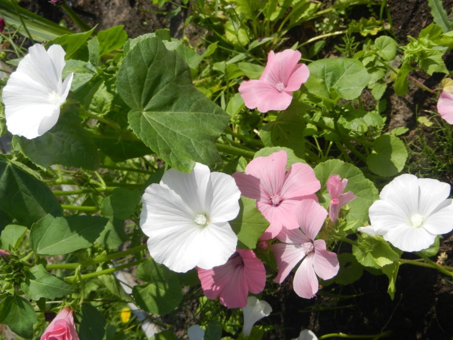 Лаватера хатьма